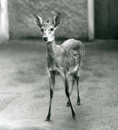 Un Duiker de Bush de África Occidental Coronado en el Zoológico de Londres en agosto de 1927 de Frederick William Bond