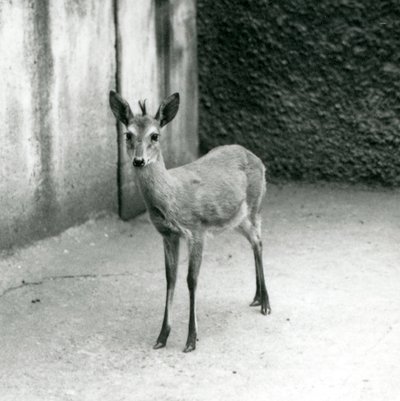 Un Duiker de Bush de África Occidental Coronado en el Zoológico de Londres en agosto de 1927 de Frederick William Bond