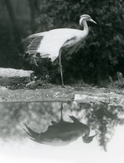 Una Grulla Damisela de pie, sobre una pata, con su reflejo en el estanque abajo, Zoológico de Londres de Frederick William Bond