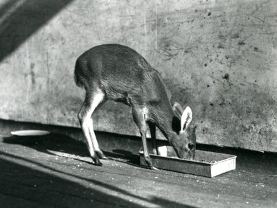 Un duiker alimentándose de una bandeja en el suelo, Zoológico de Londres, julio de 1925 de Frederick William Bond