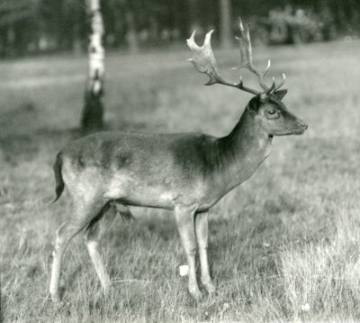 Un ciervo dama en el Zoológico de Londres en octubre de 1924 de Frederick William Bond