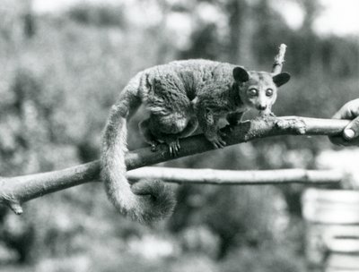 Un galago caminando por una rama sostenida por un cuidador, Zoológico de Londres de Frederick William Bond