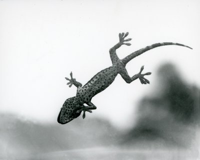 Un Gecko visto desde abajo mientras trepa por un vidrio, mostrando sus almohadillas especializadas, Zoológico de Londres, agosto de 1928 (foto en blanco y negro) de Frederick William Bond