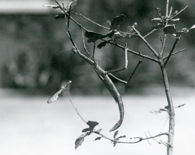 Un insecto palo gigante camuflado en una rama en el Zoológico de Londres en 1923 de Frederick William Bond