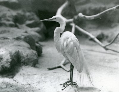 Una gran garza blanca en plumaje de cría, de pie en el suelo de su recinto en el Zoológico de Londres en junio de 1928 de Frederick William Bond