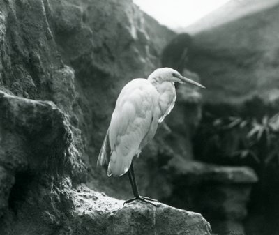 Una garza real común o garza blanca grande de pie sobre una roca en el Zoológico de Londres en septiembre de 1927 de Frederick William Bond