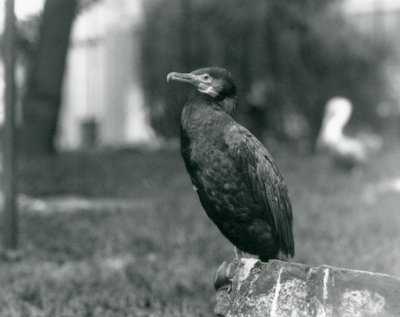 Un cormorán grande en el Zoológico de Londres en septiembre de 1927 de Frederick William Bond