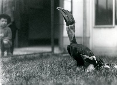 Un gran cálao mirando hacia arriba mientras está de pie en el césped de su aviario, mientras un niño pequeño observa en el fondo, zoológico de Londres, 1924 de Frederick William Bond
