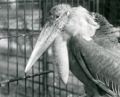 Un cigüeña adjutante mayor en el Zoológico de Londres en julio de 1925 de Frederick William Bond