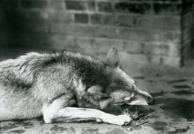 Un Lobo Gris comiendo en el Zoológico de Londres en 1927 de Frederick William Bond
