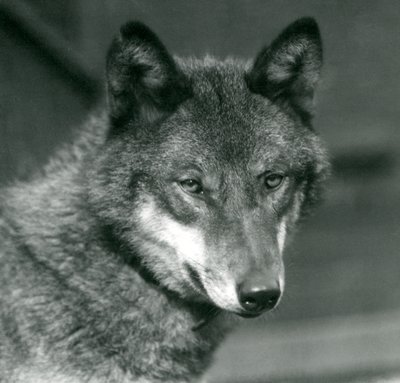 Un lobo gris en el Zoológico de Londres, 1925 de Frederick William Bond