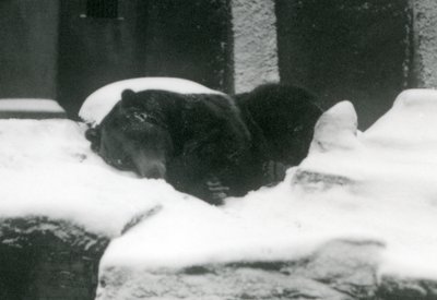 Un oso grizzly durmiendo en la nieve, Zoológico de Londres, 1924 de Frederick William Bond