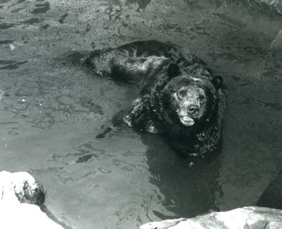 Un oso grizzly se baña en su piscina en el zoológico de Londres en 1924 de Frederick William Bond