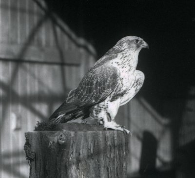 Un halcón gerifalte descansando sobre un tronco, Zoológico de Londres, diciembre 1925 de Frederick William Bond