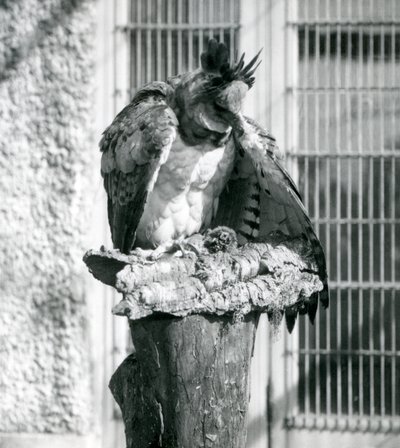 Un águila harpía en el zoológico de Londres, abril de 1914 de Frederick William Bond