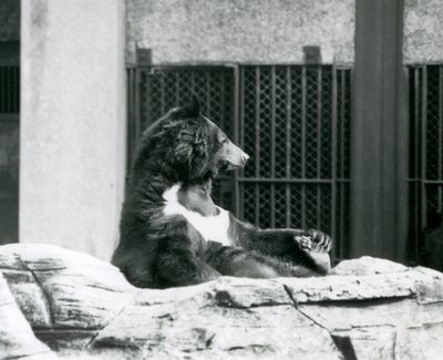 Un oso negro del Himalaya sentado en las rocas, sosteniendo sus dedos, zoológico de Londres de Frederick William Bond