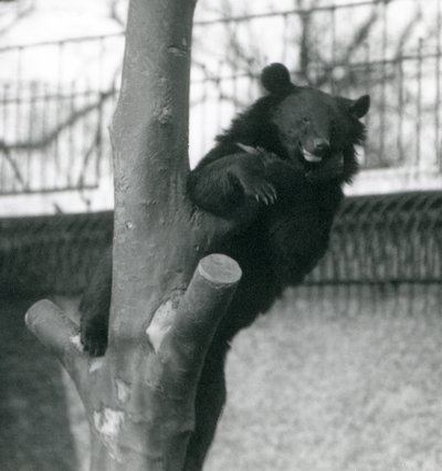 Un oso pardo del Himalaya (oso isabelino) Dzu-Teh en un árbol en el Zoológico de Londres en 1925 de Frederick William Bond