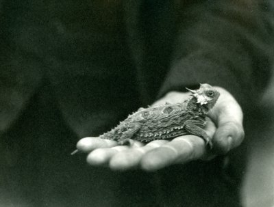 Un lagarto cornudo descansa en la mano de su cuidador, zoológico de Londres, abril de 1923 de Frederick William Bond