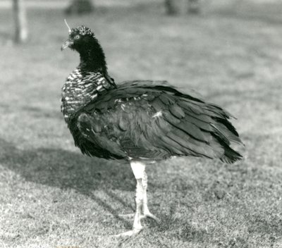 Un chajá cornudo de pie sobre el césped en el Zoológico de Londres en septiembre de 1927 de Frederick William Bond
