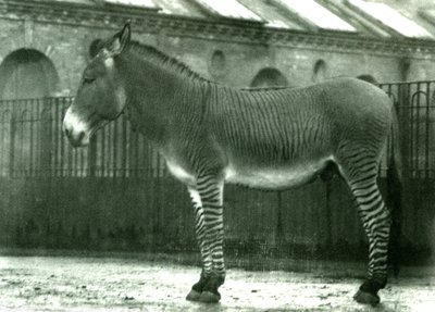 Un híbrido de cebra en su recinto en el Zoológico de Londres, 1924 de Frederick William Bond