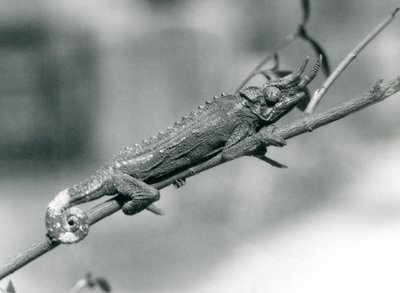 Un camaleón de Jackson aferrado a una rama, Zoológico de Londres, agosto de 1926 de Frederick William Bond