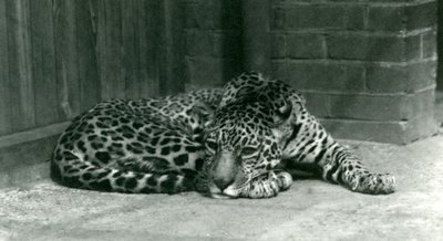 Jaguar descansando en el Zoológico de Londres, junio de 1924 de Frederick William Bond