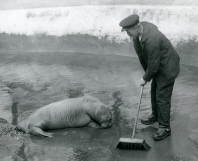 Un cuidador barre la piscina de morsas, Zoológico de Londres, agosto de 1924 de Frederick William Bond