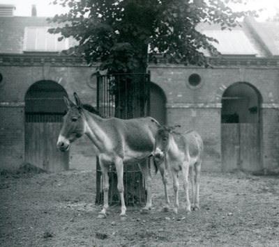 Un kiang y su potro de pie bajo un árbol en su prado, Zoológico de Londres, agosto de 1927 de Frederick William Bond