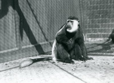 Un mono colobo blanco y negro Kikuyu sentado en su recinto en el Zoológico de Londres en julio de 1925 de Frederick William Bond