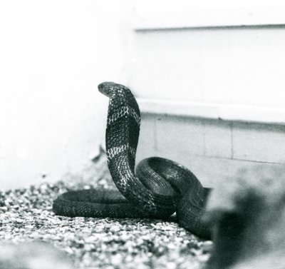 Una cobra real en el Zoológico de Londres, octubre de 1925 de Frederick William Bond