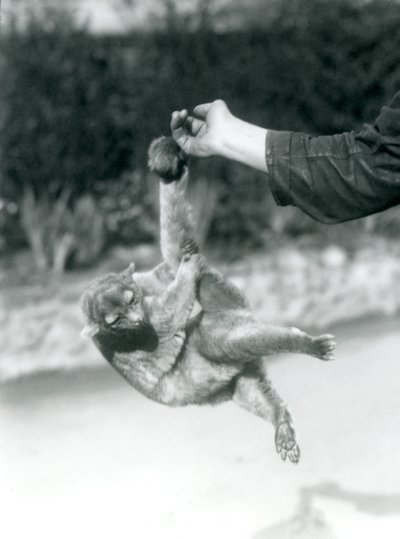 Un kinkajú suspendido del dedo de un cuidador por su cola prensil, Zoológico de Londres, septiembre de 1925 de Frederick William Bond