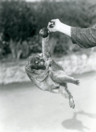 Un kinkajú suspendido del dedo de un cuidador por su cola prensil, Zoológico de Londres, septiembre de 1925 de Frederick William Bond