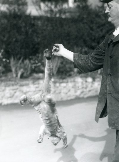 Un kinkajú suspendido boca abajo, del dedo de un cuidador, por su cola prensil, Zoológico de Londres, septiembre de 1925 de Frederick William Bond