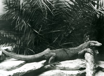 Un Dragón de Komodo descansando su cuello y patas delanteras contra un tronco en el Zoológico de Londres en junio de 1927 de Frederick William Bond