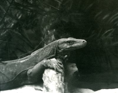 Un Dragón de Komodo descansando su cuello y patas delanteras contra un tronco en el Zoológico de Londres en junio de 1927 de Frederick William Bond