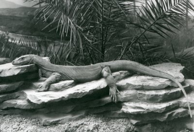 Un dragón de Komodo descansando en una pared rocosa en el Zoológico de Londres en 1927 de Frederick William Bond