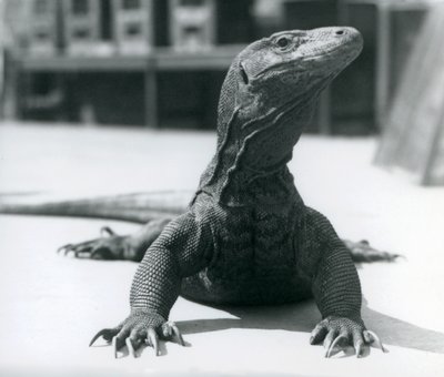 Un dragón de Komodo en el Zoológico de Londres, agosto de 1928 de Frederick William Bond