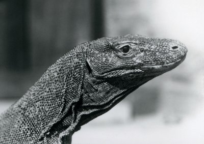 Un Dragón de Komodo en el Zoológico de Londres en agosto de 1928 de Frederick William Bond