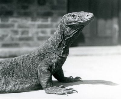 Un Dragón de Komodo en el Zoológico de Londres en agosto de 1928 de Frederick William Bond