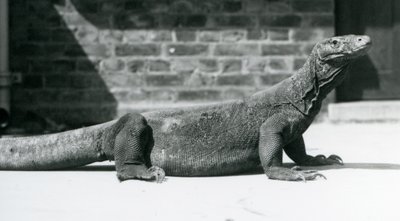 Un Dragón de Komodo en el Zoológico de Londres en agosto de 1928 de Frederick William Bond