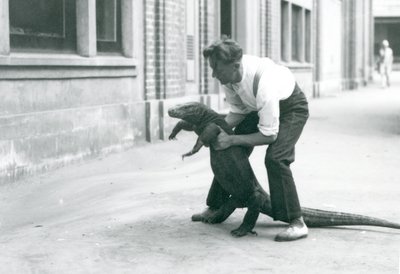 Un Dragón de Komodo siendo levantado sobre sus patas traseras por un cuidador en el Zoológico de Londres en agosto de 1928 de Frederick William Bond