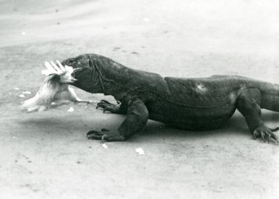 Un dragón de Komodo comiendo un pollo, Zoológico de Londres de Frederick William Bond
