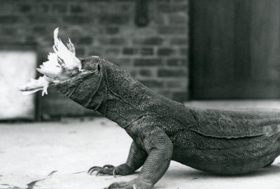 Un Dragón de Komodo comiendo un pollo en el Zoológico de Londres en agosto de 1928 de Frederick William Bond