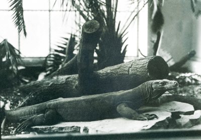 Un Dragón de Komodo en la Casa de los Reptiles en el Zoológico de Londres en agosto de 1928 de Frederick William Bond