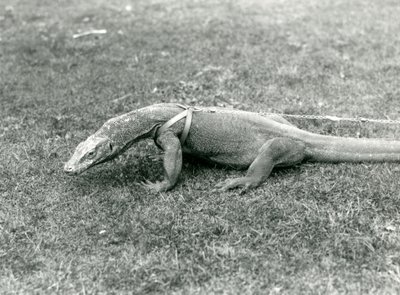 Un Dragón de Komodo paseando por un césped, con arnés y correa de Frederick William Bond