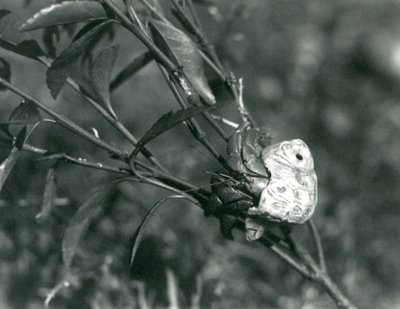 Un Cangrejo Ermitaño Terrestre trepando por una pequeña rama, Zoológico de Londres de Frederick William Bond