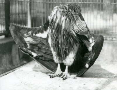 Un buitre orejudo de pie en el suelo de su recinto, acicalando sus plumas, Zoológico de Londres de Frederick William Bond