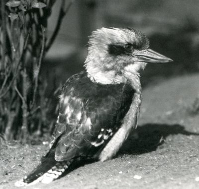 Un kookaburra risueño en el Zoológico de Londres en abril de 1925 de Frederick William Bond