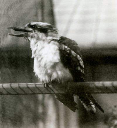 Un kookaburra risueño en el Zoológico de Londres en octubre de 1924 de Frederick William Bond
