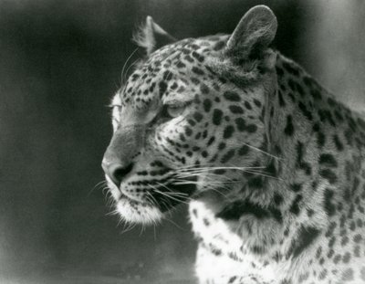 Un leopardo en el Zoológico de Londres en 1930 de Frederick William Bond